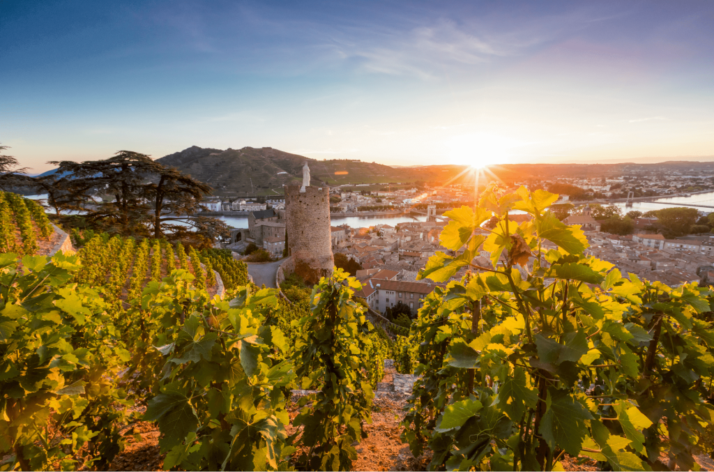 Vignoble de Tournon-sur-Rhone au coucher de soleil