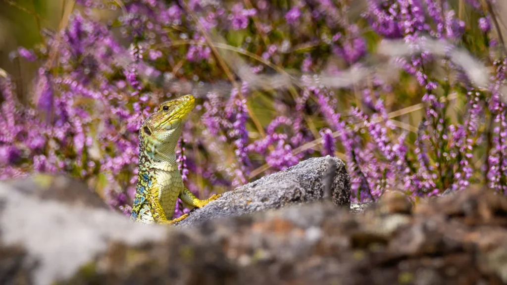 Occelled Lizard