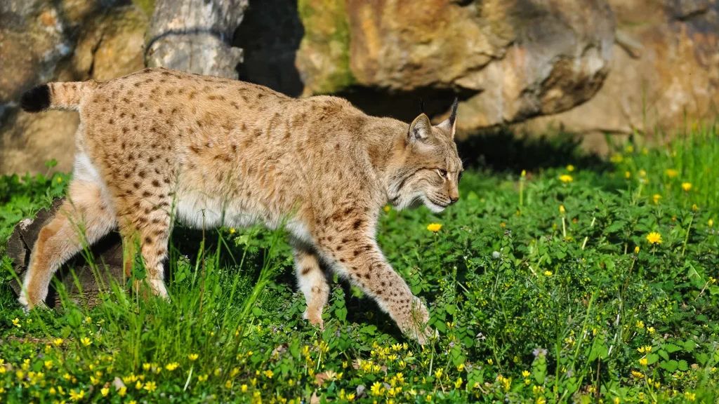 Lynx au Safari de Peaugres