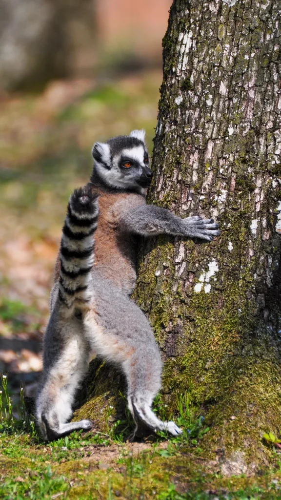 Maki Cata at the Peaugres Safari