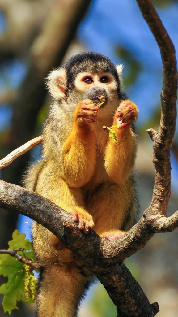 Squirrel monkey at the Peaugres Safari