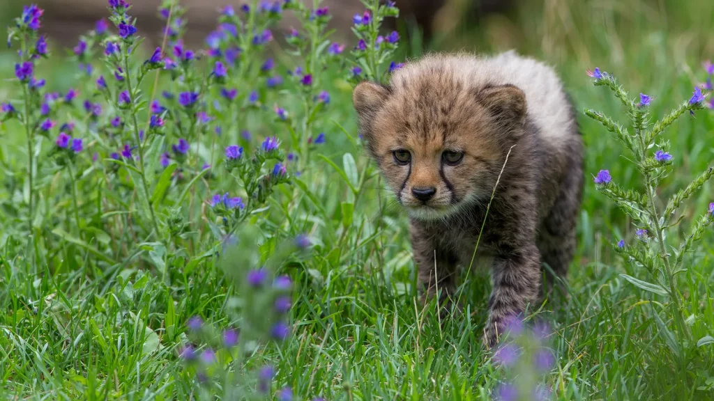 Bébé guépard au Safari de Peaugres