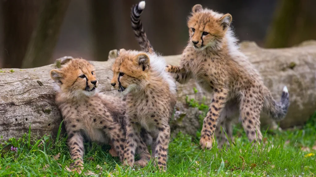 baby cheetahs at the Peaugres Safari