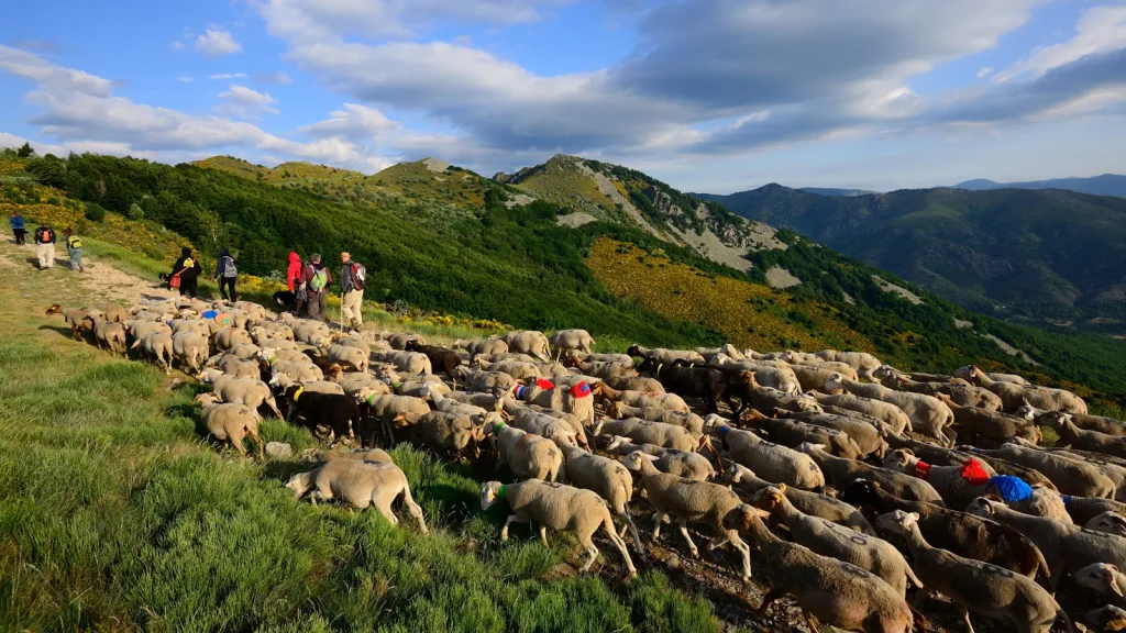 Transhumance sur le Tanargue au printemps