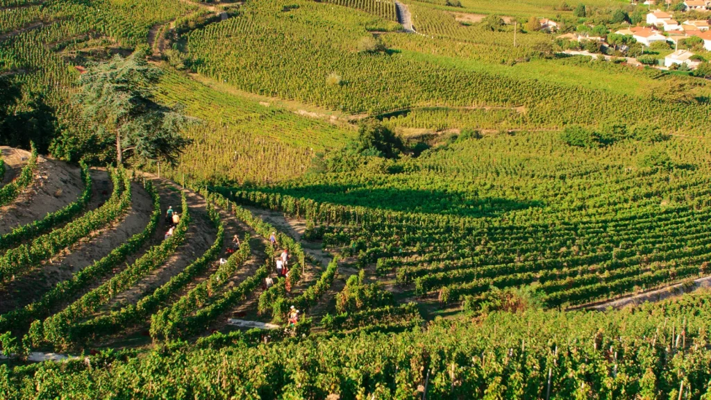 Vendanges dans un vignoble de Saint-Joseph, à Cornas