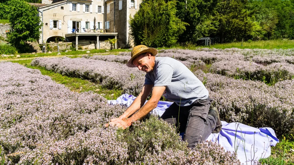 Homme récoltant du thym en été