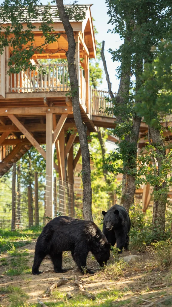 Cabane perchée du Safari de Peaugres donnant sur le parc des ours noirs