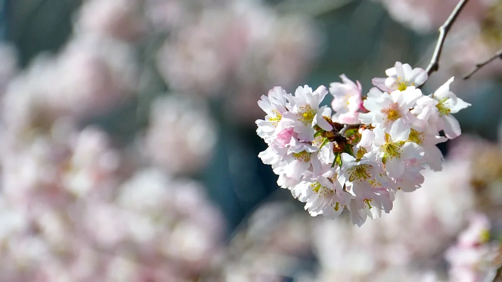 Fleurs de cerisier au printemps