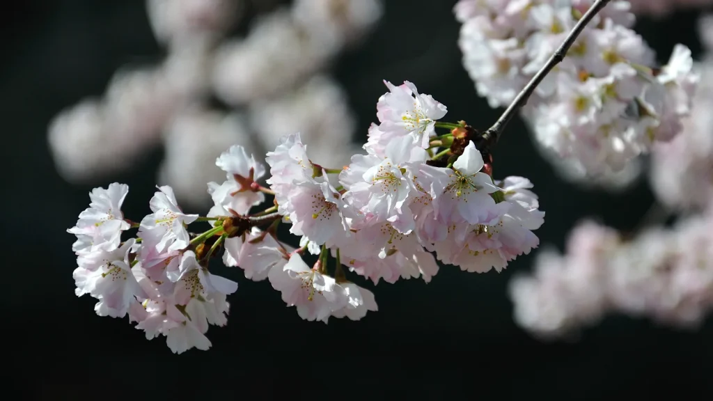 Fleurs de cerisier au printemps