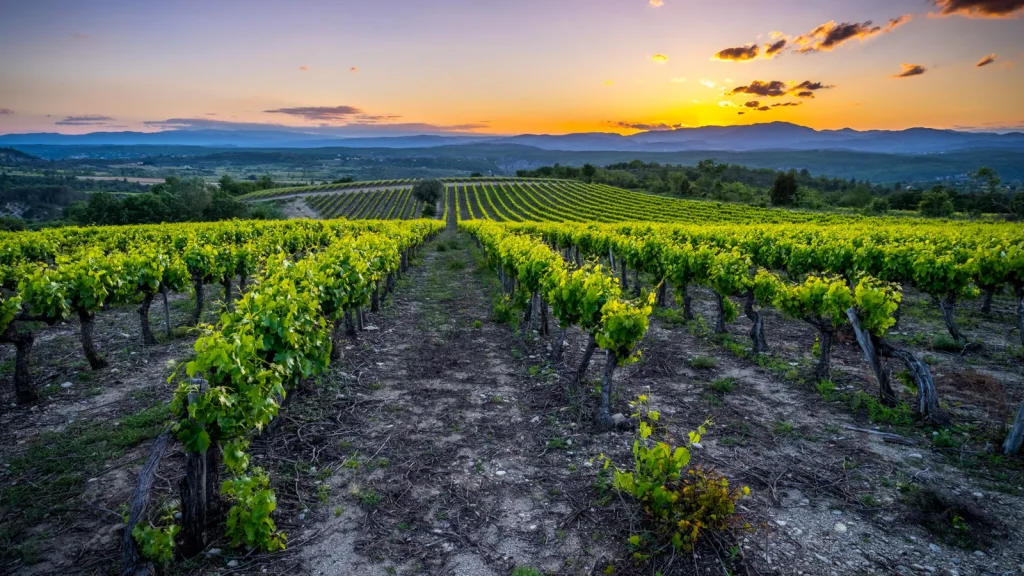 Champs de vignes d