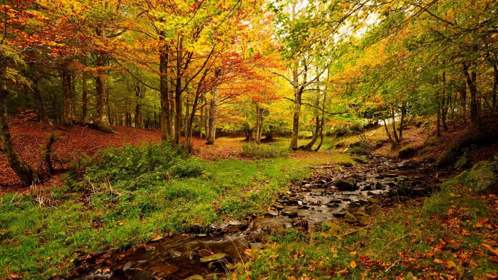 Ruisseau dans un bois en automne