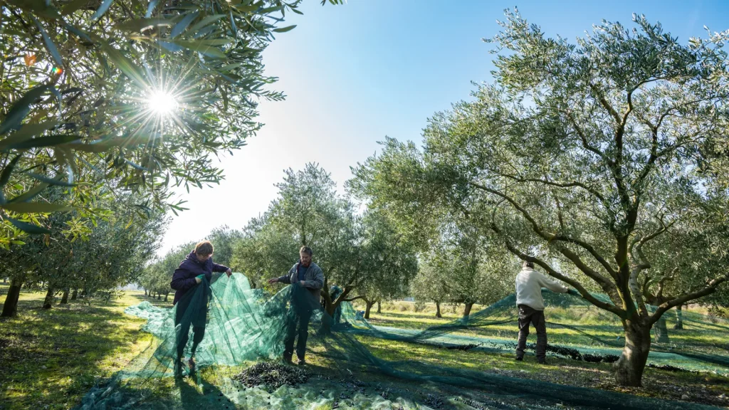 Récolte des olives, en hiver