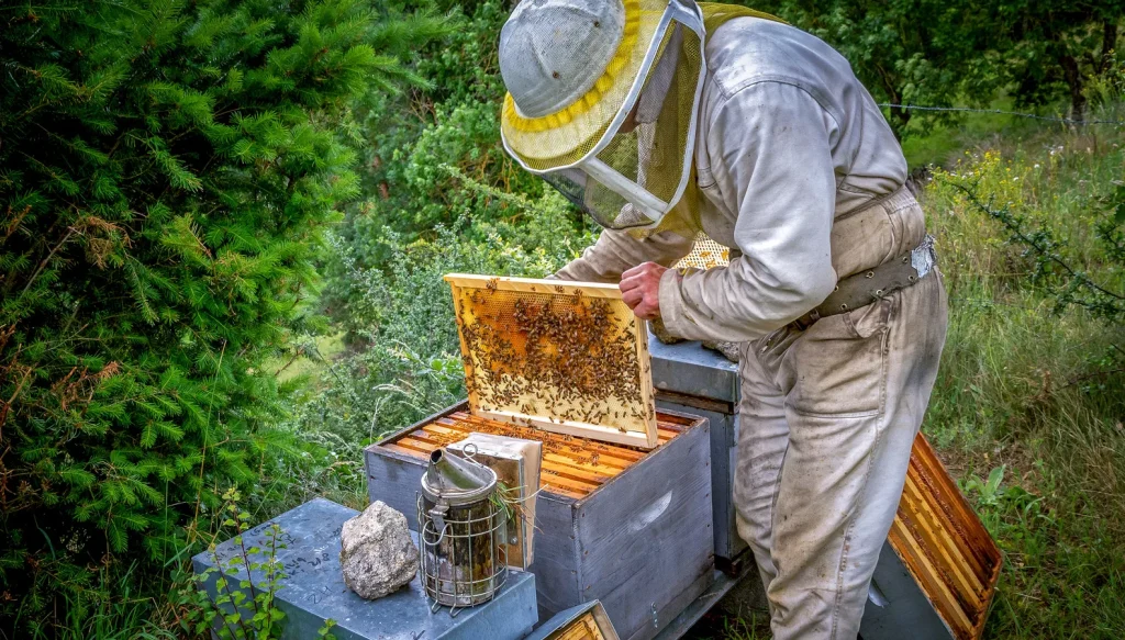 Apiculteur récoltant du miel