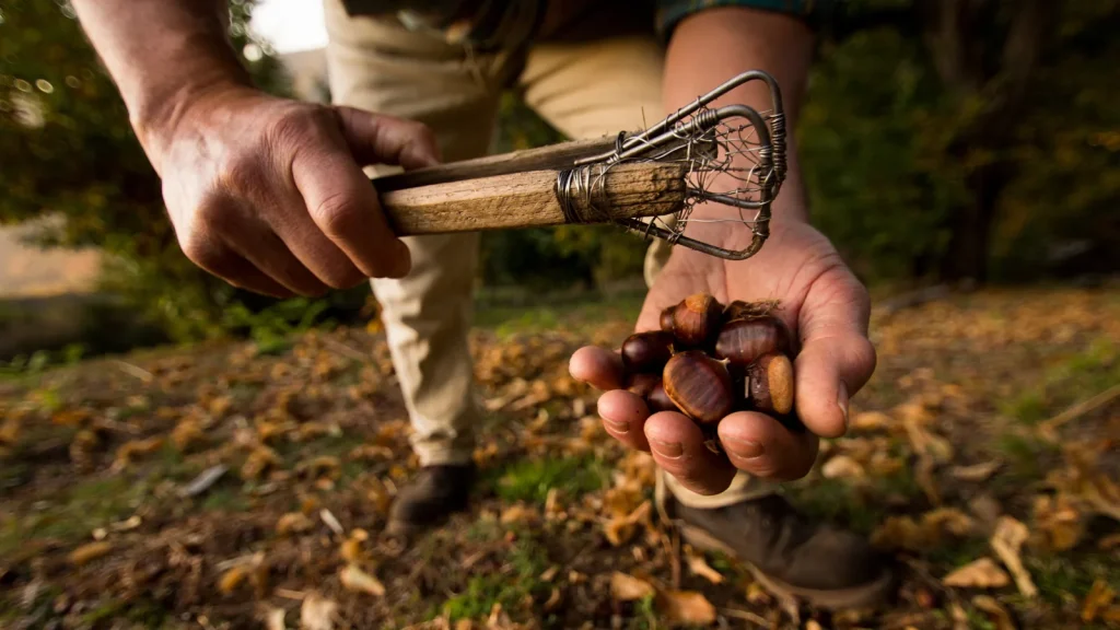 Chestnut harvest in autumn