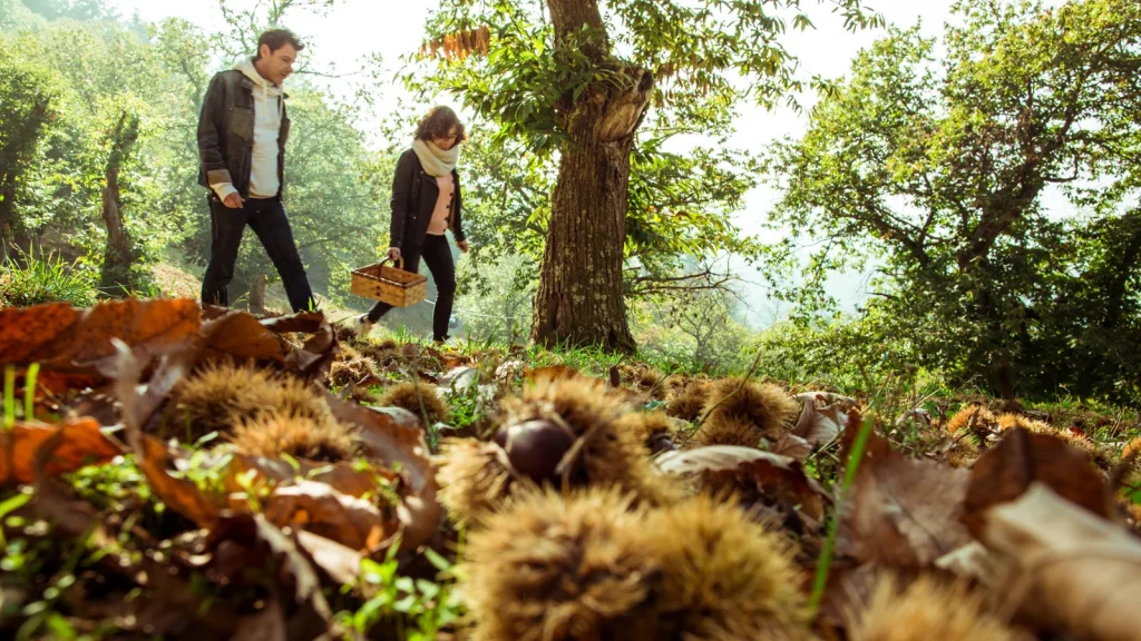 Couple récoltant des châtaignes dans une châtaigneraie, en automne