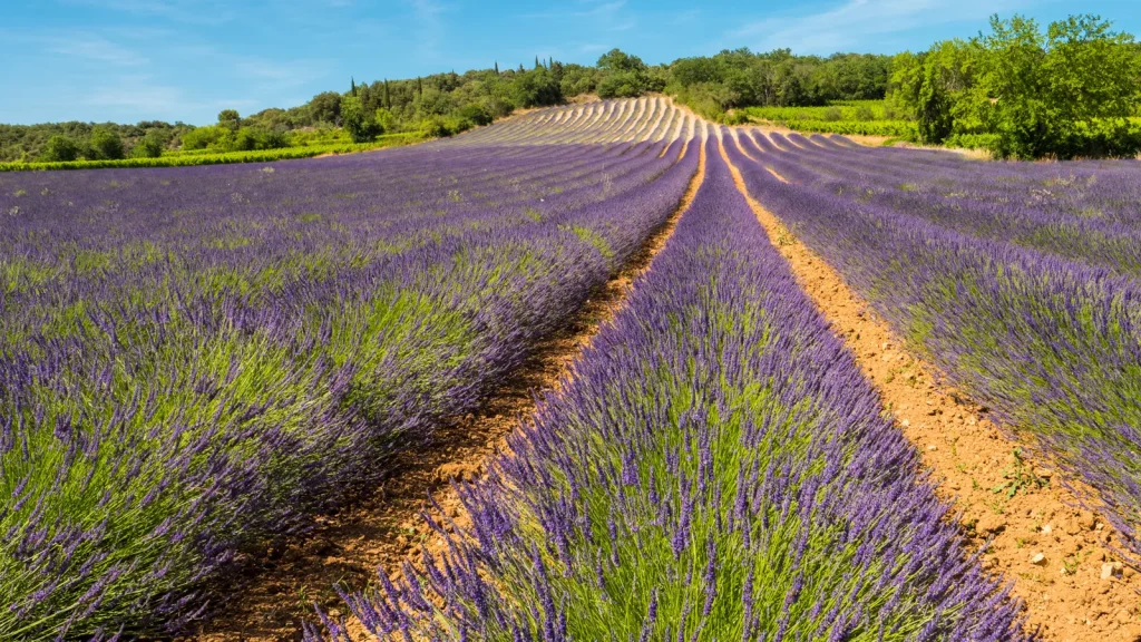 Lavander