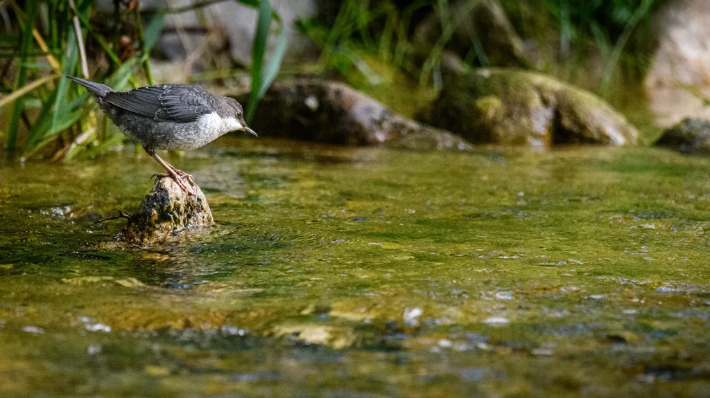 Cincle_plongeur, oiseau d