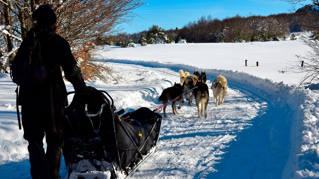 Attelage de chiens