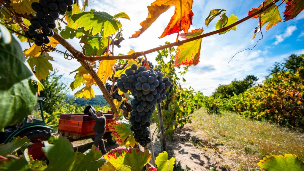Vendanges à Vernon de vignes de Chatus
