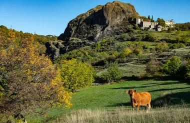 Une vache devant le village de Sceautres sur le plateau du Coiron, en Automne