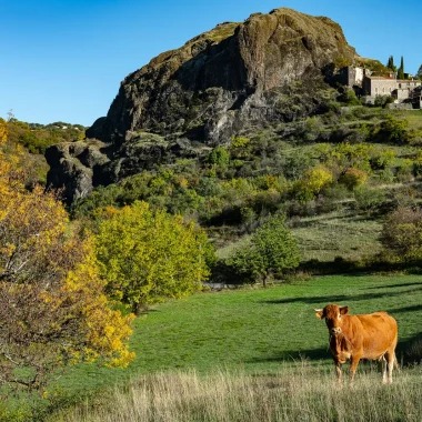 Une vache devant le village de Sceautres sur le plateau du Coiron, en Automne