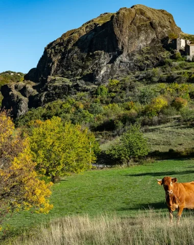 Une vache devant le village de Sceautres sur le plateau du Coiron, en Automne