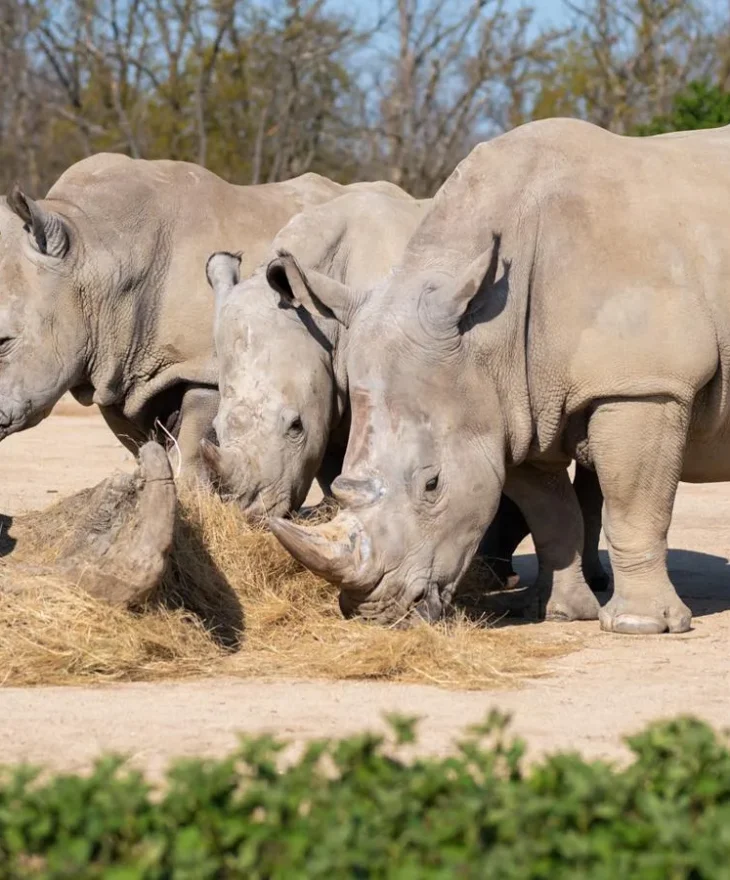 Rhinoceros at the Peaugres Safari