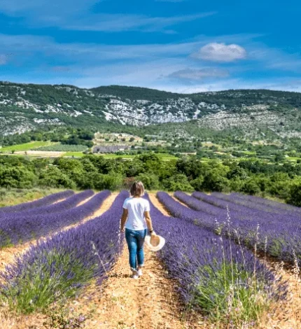 Woman strolling in a lavender field in summer
