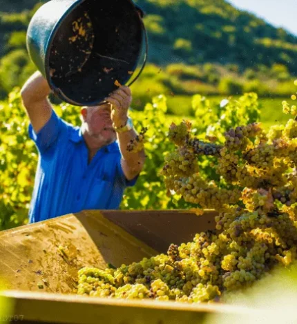 Man pouring a grape jump during the autumn harvest
