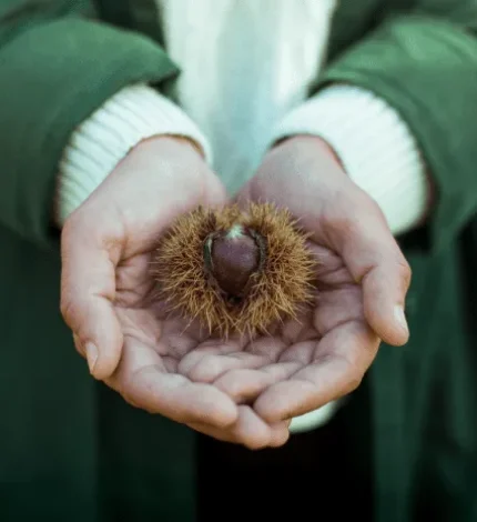 Chestnut in hands, in autumn