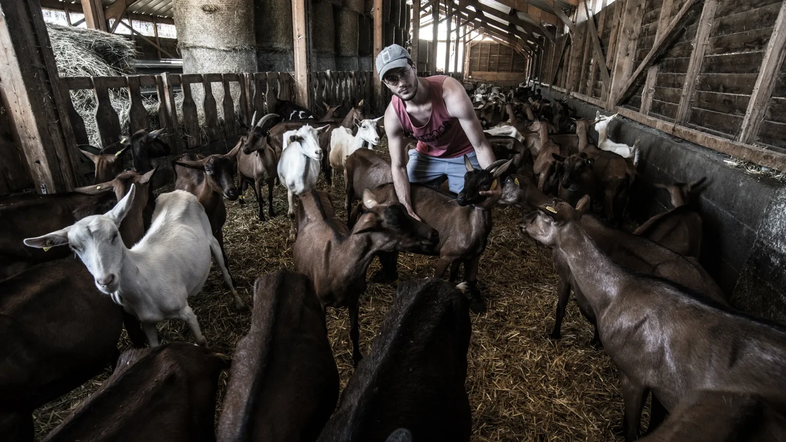 Chèvres de la Ferme de l'Amélie