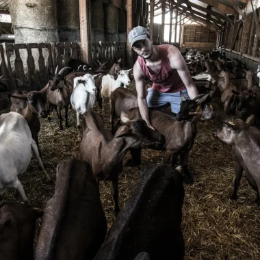 Chèvres de la Ferme de l'Amélie