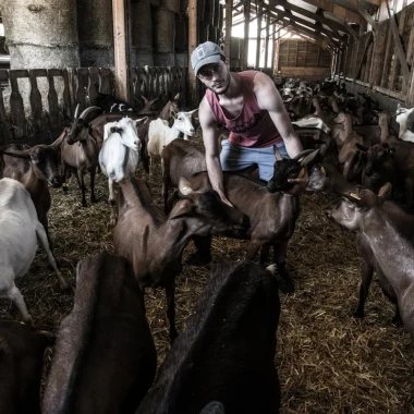 Chèvres de la Ferme de l'Amélie