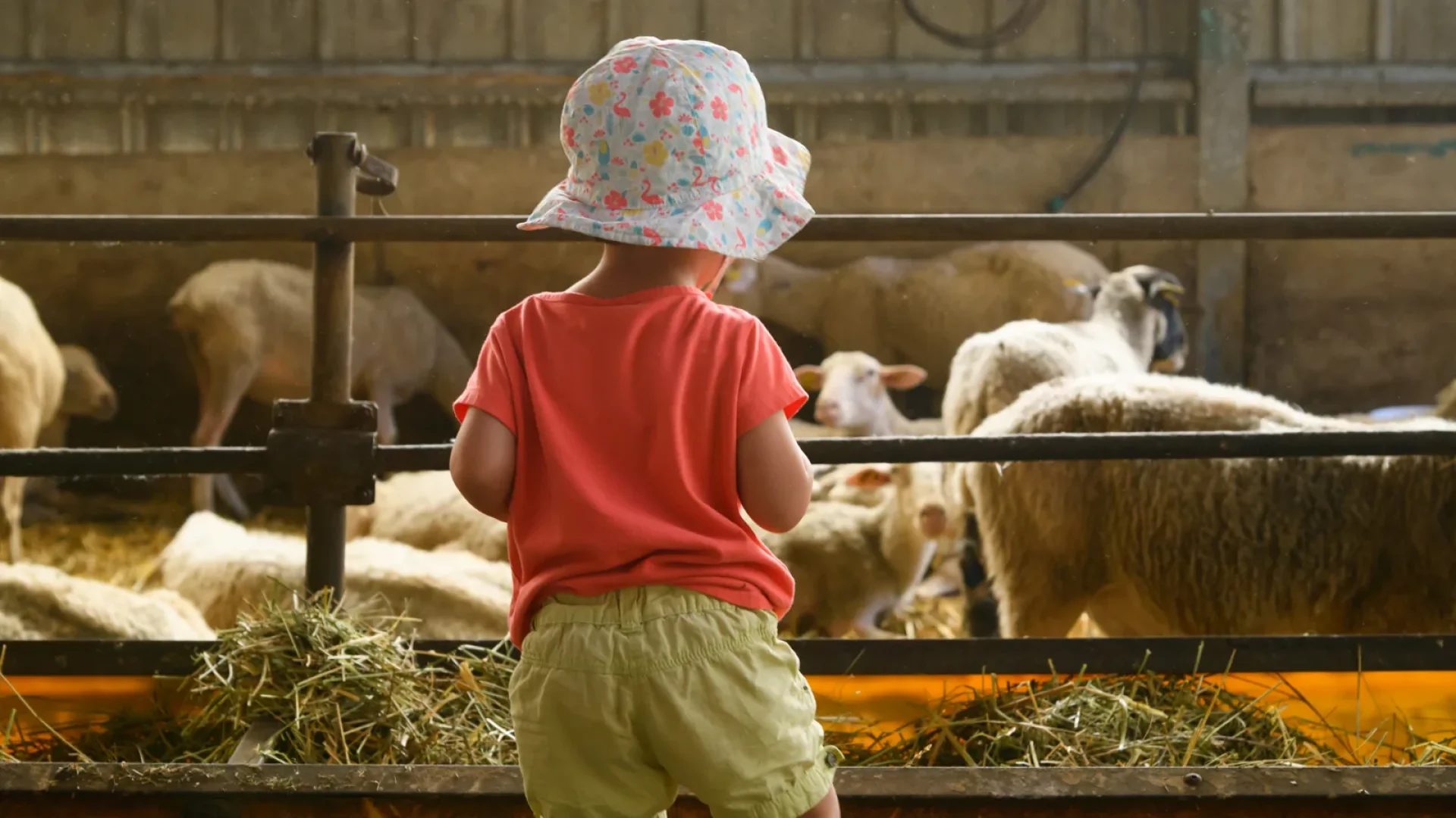 Enfant à la ferme des vallées, à Champis