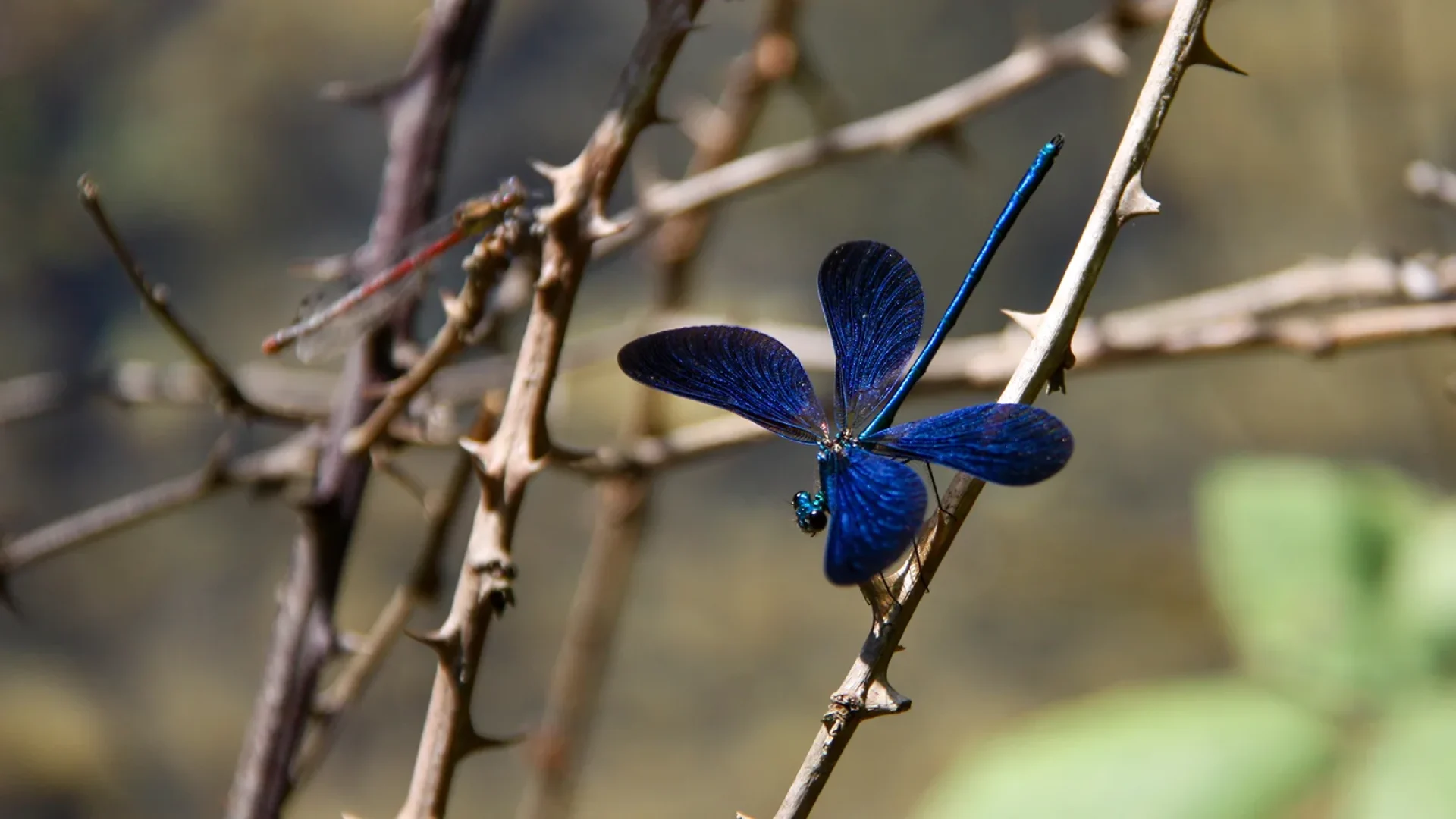 Calopterix, libellule Ardèche