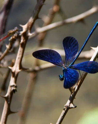 Calopterix, libellule Ardèche