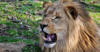 Lion du Safari de Peaugres
