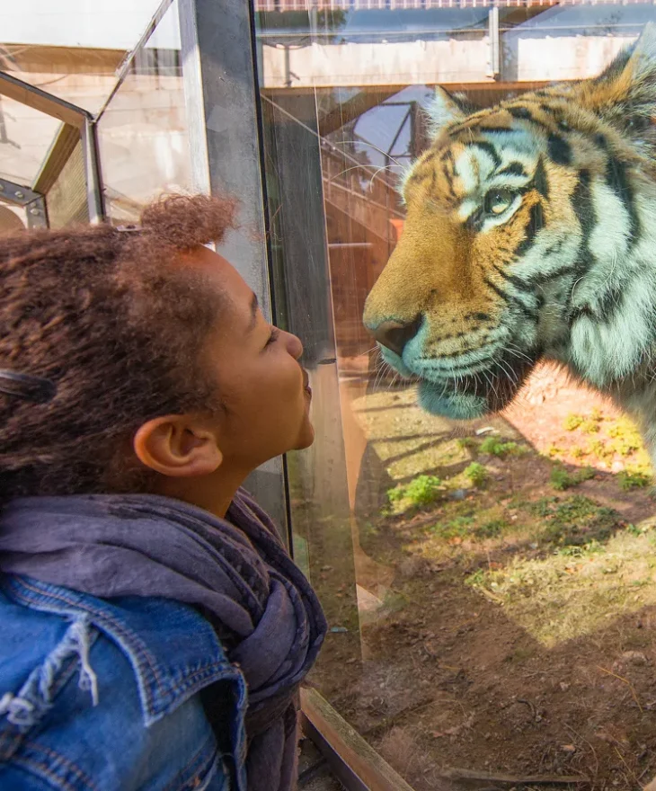 Petite fille devant un tigre du Safari de Peaugres