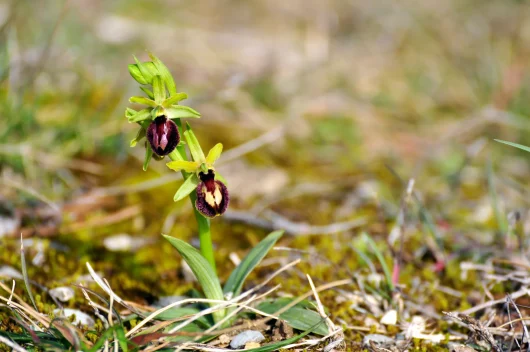 Orchidée au printemps