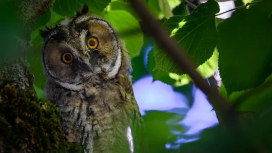 Hibou moyen duc
