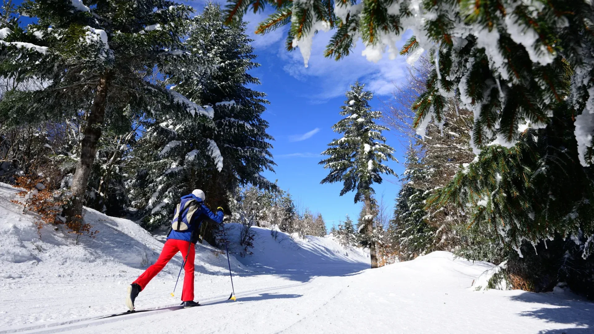 Personne faisant du ski de fond à la chavade au milieu des arbres couverts de neige