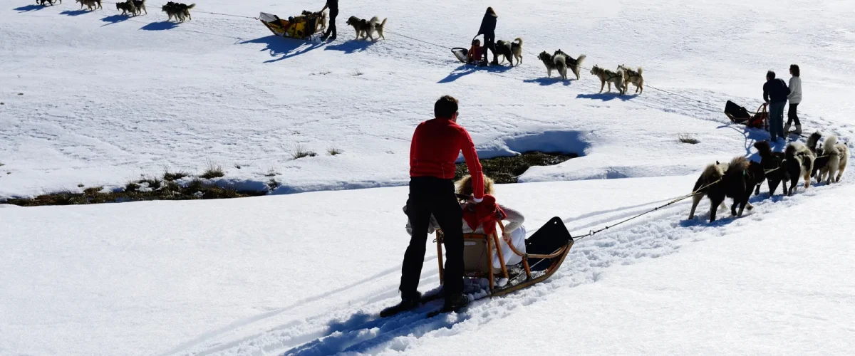 Groupe de personnes pratiquant l'activité de chien de traineaux sur la neige