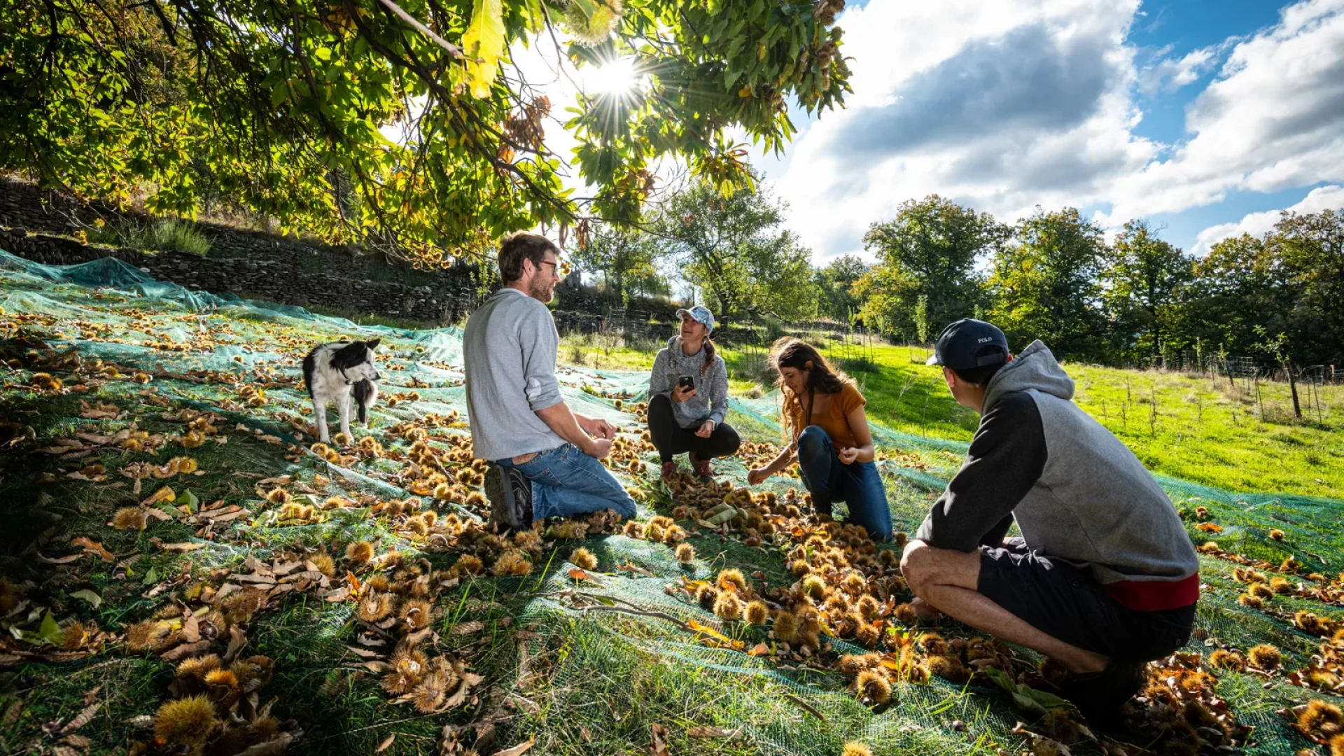 Ramassage de châtaignes en automne auprès d'un castanéiculteur