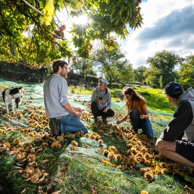 Ramassage de châtaignes en automne auprès d'un castanéiculteur