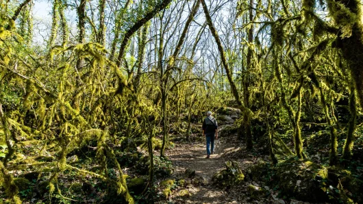Homme déambulant dans le Bois de Païolive