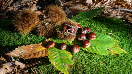 Châtaignes en automne