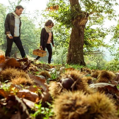 Couple récoltant des châtaignes dans une châtaigneraie, en automne