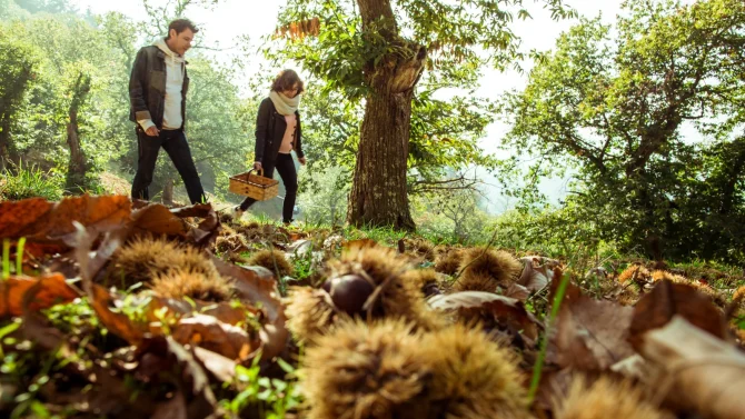 Couple récoltant des châtaignes dans une châtaigneraie, en automne