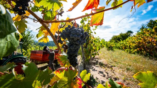 Vendanges en automne