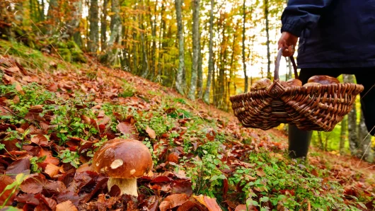 Ramassage de champignon en automne